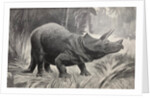 Triceratops by unknown
