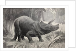Triceratops by unknown