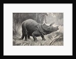 Triceratops by unknown