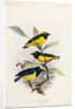 Yellow-crowned euphonia and fulvous-vented euphonia by Johannes Gerardus Keulemans