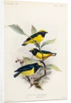 Yellow-crowned euphonia and fulvous-vented euphonia by Johannes Gerardus Keulemans