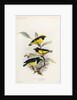 Yellow-crowned euphonia and fulvous-vented euphonia by Johannes Gerardus Keulemans