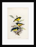 Yellow-crowned euphonia and fulvous-vented euphonia by Johannes Gerardus Keulemans
