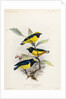Yellow-crowned euphonia and fulvous-vented euphonia by Johannes Gerardus Keulemans