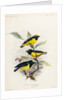 Yellow-crowned euphonia and fulvous-vented euphonia by Johannes Gerardus Keulemans