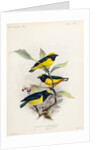Yellow-crowned euphonia and fulvous-vented euphonia by Johannes Gerardus Keulemans