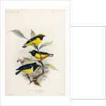 Yellow-crowned euphonia and fulvous-vented euphonia by Johannes Gerardus Keulemans