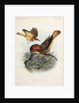 Northern royal flycatcher by Johannes Gerardus Keulemans