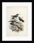 Hummingbirds by Johannes Gerardus Keulemans