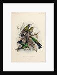 Hummingbirds by Johannes Gerardus Keulemans