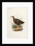 Rufus-necked wood rail by Johannes Gerardus Keulemans