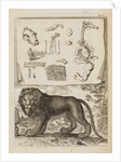 Lion by Richard Waller