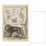 Lion by Richard Waller