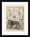 Lion by Richard Waller