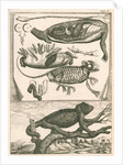 Chameleon by Richard Waller