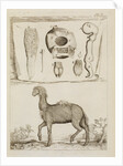 Dromedary by Richard Waller