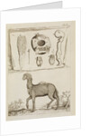 Dromedary by Richard Waller