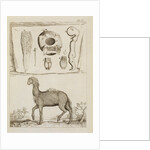 Dromedary by Richard Waller