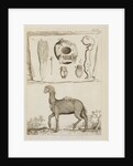 Dromedary by Richard Waller