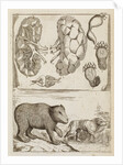 Bear by Richard Waller