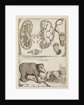 Bear by Richard Waller
