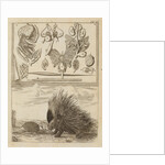 Porcupine and hedgehog by Richard Waller