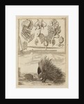 Porcupine and hedgehog by Richard Waller