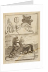 Capuchin monkeys by Richard Waller