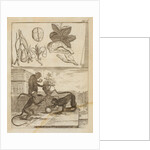 Capuchin monkeys by Richard Waller