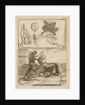 Capuchin monkeys by Richard Waller
