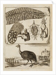 Madagascan partridge by Richard Waller