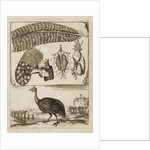 Madagascan partridge by Richard Waller