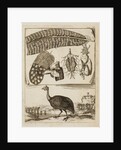 Madagascan partridge by Richard Waller