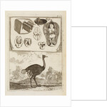 Ostrich by Richard Waller