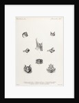 Bats by Philibert Charles Berjeau