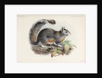 Variegated squirrel by Johannes Gerardus Keulemans
