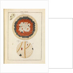 Butterfly wing by Adam Wolfgang Winterschmidt