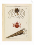 Animalcules by Adam Wolfgang Winterschmidt