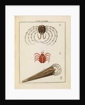 Animalcules by Adam Wolfgang Winterschmidt