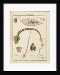 Leeches by Adam Wolfgang Winterschmidt