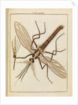 Gnat by Adam Wolfgang Winterschmidt