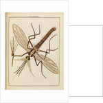 Gnat by Adam Wolfgang Winterschmidt