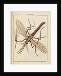 Gnat by Adam Wolfgang Winterschmidt