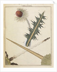 Thistle by Adam Wolfgang Winterschmidt