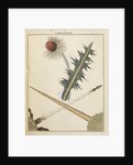 Thistle by Adam Wolfgang Winterschmidt