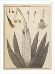Thistle anatomy by Adam Wolfgang Winterschmidt