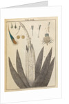 Thistle anatomy by Adam Wolfgang Winterschmidt