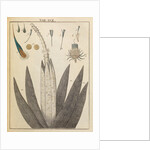 Thistle anatomy by Adam Wolfgang Winterschmidt