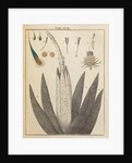 Thistle anatomy by Adam Wolfgang Winterschmidt