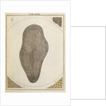 Eel scale by Adam Wolfgang Winterschmidt